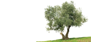 Read more about the article olive Tree